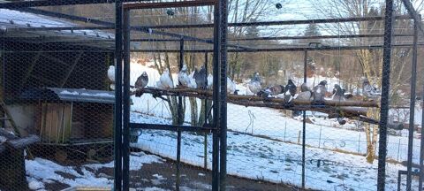 Lot de cinquante pigeons 130 23430 Saint-goussaud