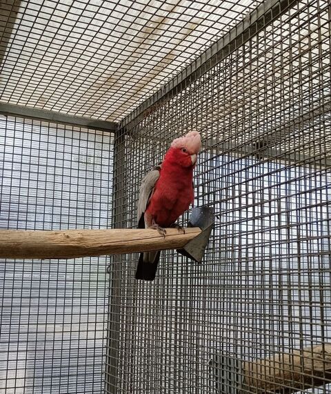 Cacato&egrave;s Rosalbin 750 46340 Salviac