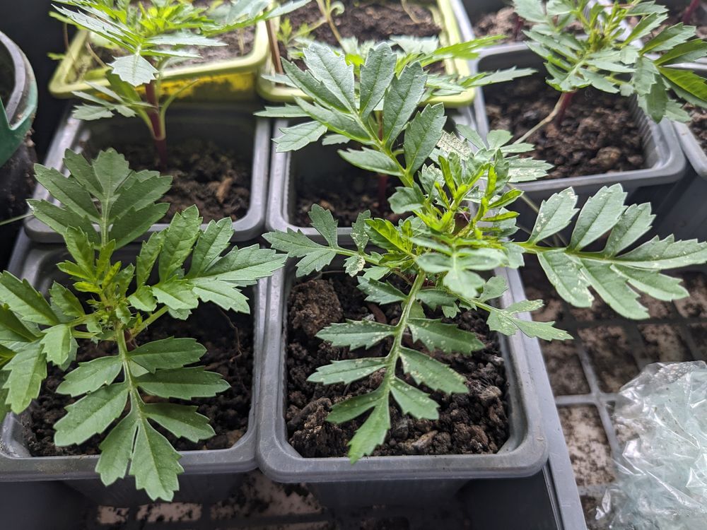 Plants tomates bio et fleurs Jardin