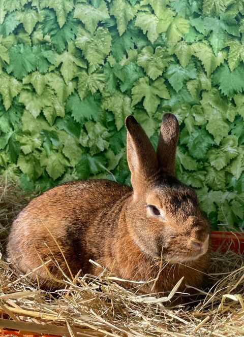 Lapin castor naln 20 60420 Saint-martin-aux-bois
