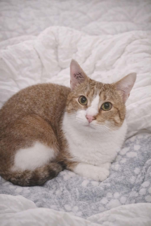 Voltaire chat m&acirc;le 1 an 140 11000 Carcassonne