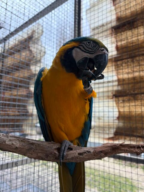 M&acirc;le Ara Ararauna EAM 1500 13113 Lamanon