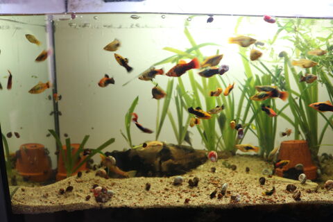 Platys 46000 Cahors