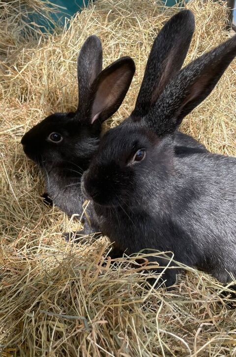 lapin argent&eacute; de champagne 25 60420 M�n�villers