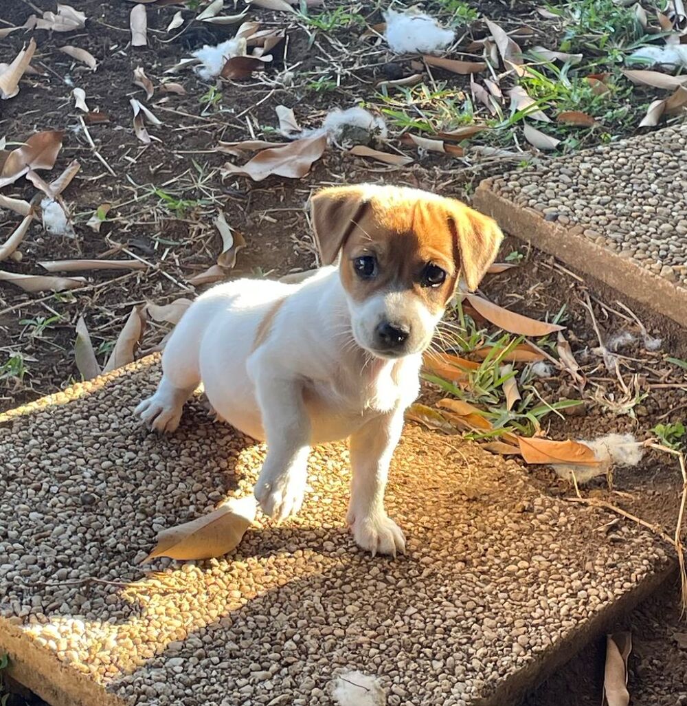   jack russel 