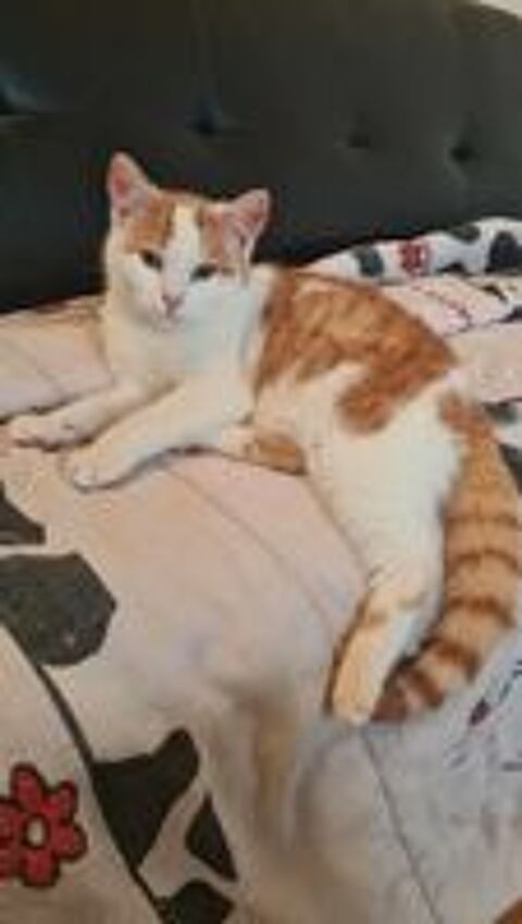 UNYX jeune chat roux et blanc à adopter 160 24490 La roche-chalais