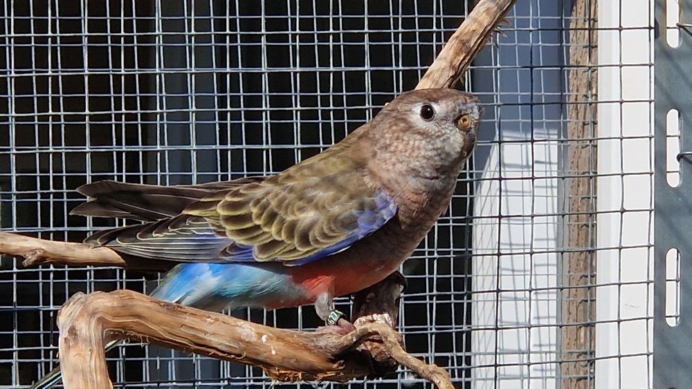   Male Bourke porteur Rubino 