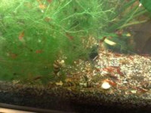   Crevettes Red Sakura 
