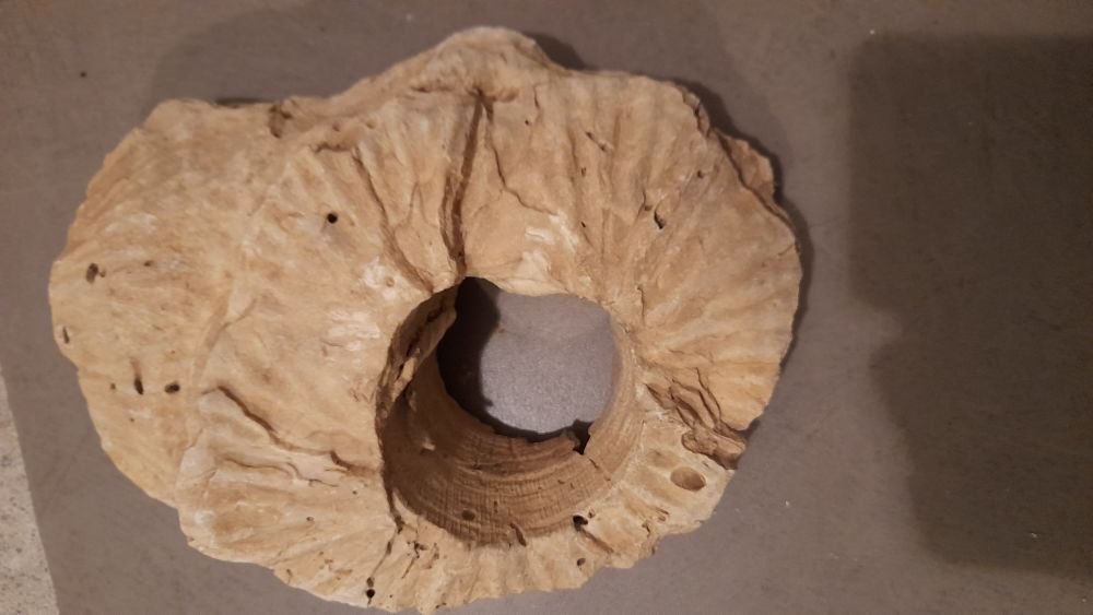 Fossiles et silex 