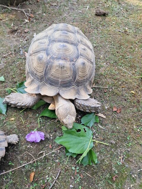 Tortues sulcata dit "sillonn&eacute;e" adulte 
1 31600 Lherm
