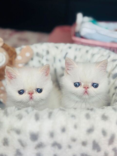A réserver Magnifique chatons  Exotic shorthair 950 17000 La rochelle