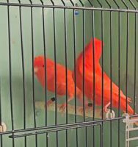   Couple canari rouge intensif 