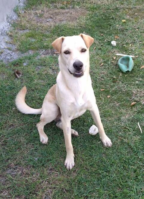 BUDY le magnifique 350 53000 Laval