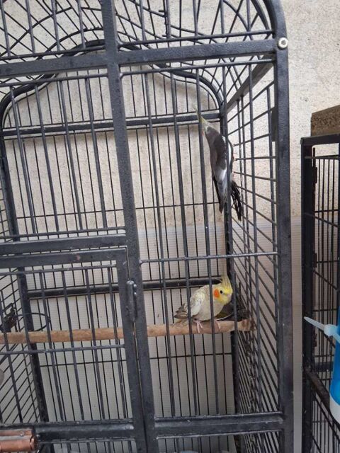 Couple reproducteur calopsitte 20 29810 Ploumoguer