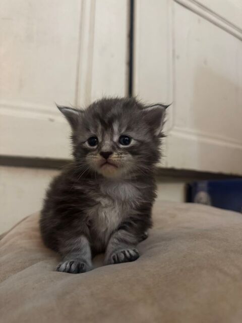 Maine coon  1000 69400 Porte des pierres dor�es