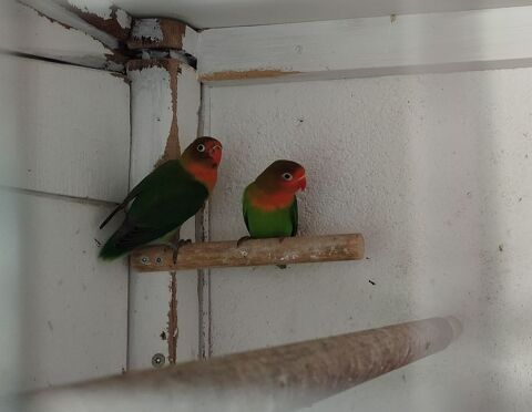 Ins&eacute;parables 20 79370 Fressines