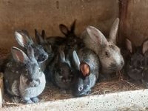   Lapins pure race, lapereaux  argenté de champagne et autres  