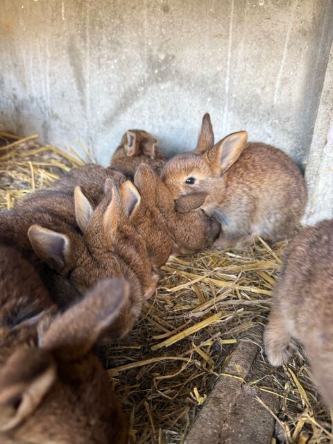 LAPIN GEANT DES FLANDRES 0 Saint-Romain-de-Colbosc (76)