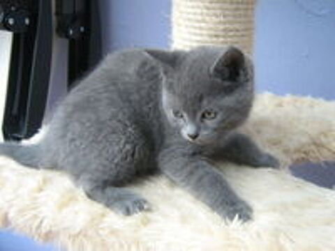   Chatons Chartreux LOOF + pedigree 