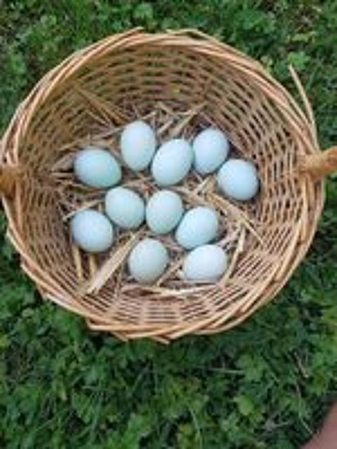   Poule araucana aux oeufs couleur bleu 
