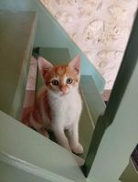   Chatons à adopter (mère errante ayant trouvé refuge chez nou 
