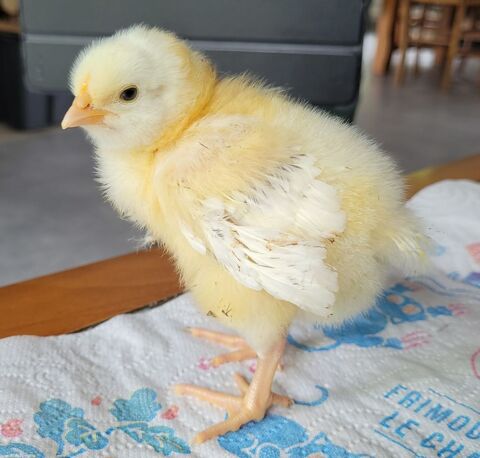 Poussins Sussex blancs hermines et Marans NCC GR 4 25870 Devecey