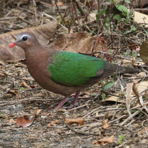 Colombine turvert 60 33240 Saint-andr�-de-cubzac