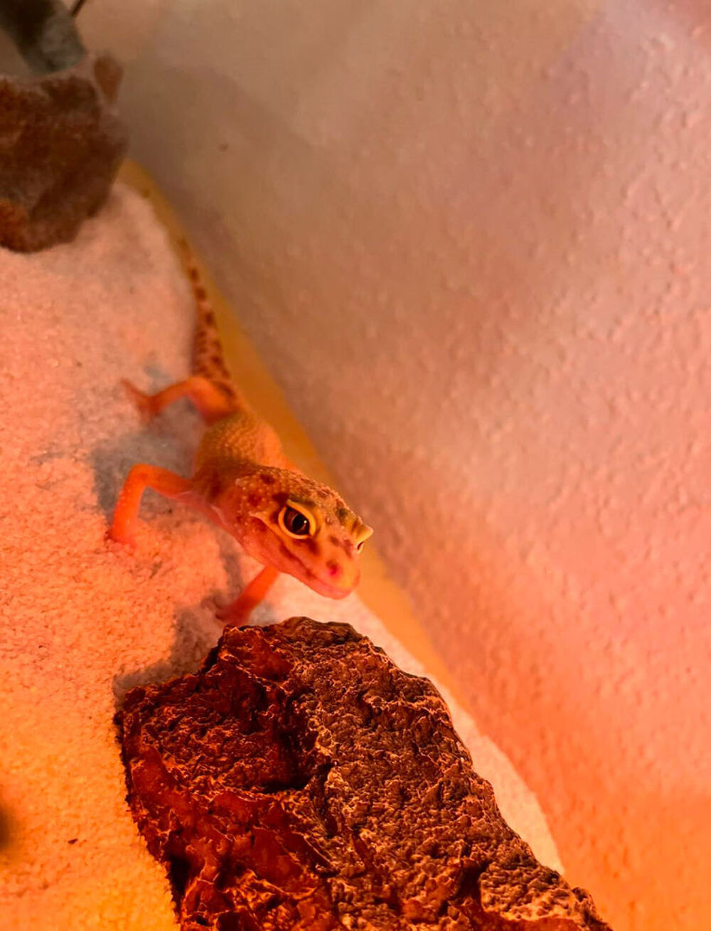 terrarium + gecko l&eacute;opard orange Décoration