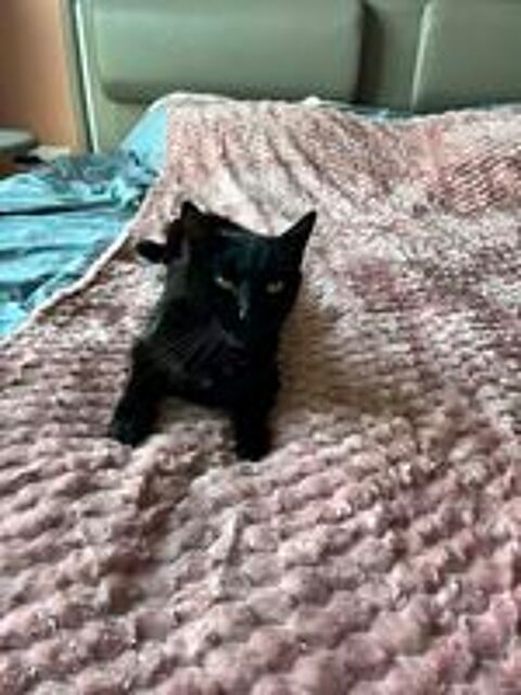   BAMBOU, magnifique chat noir à adopter via l'association UMA  