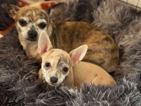 chiot Chihuahua mâle poils longs 900 52400 Le chtelet-sur-meuse