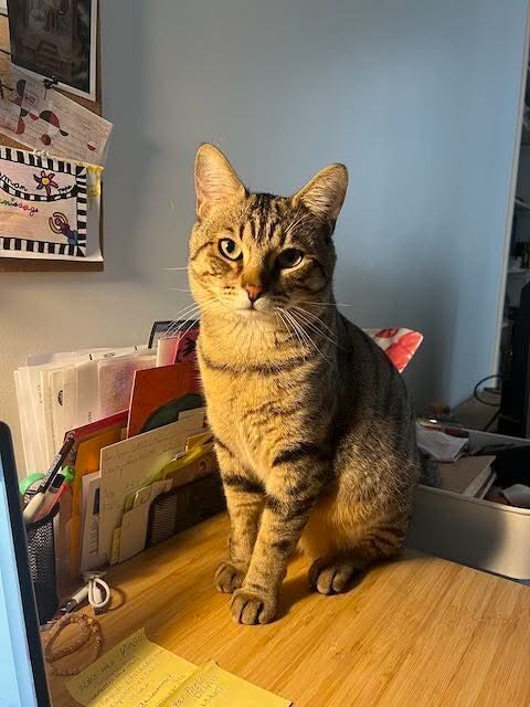 Simba jeune chat tigr&eacute; en qu&ecirc;te d'un foyer 180 75017 Paris