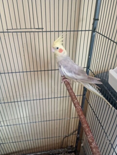 Callopsitte 25 53800 Congrier