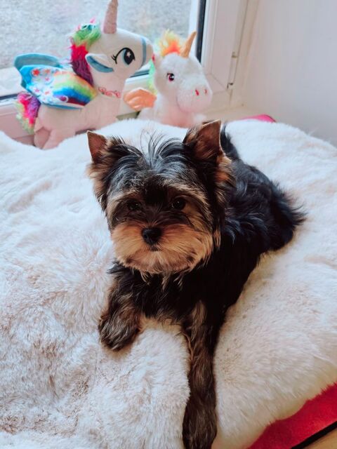 Magnifique Chiot Yorkshire LOF m&acirc;le
1800 38140 Apprieu