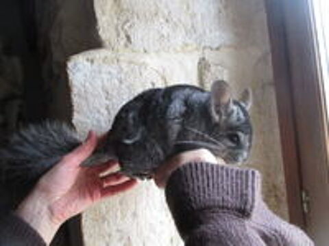   jeune femelle CHINCHILLA  semi ANGORA  (RPAC) 