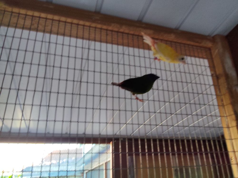   Oiseaux. Kittlits  male 