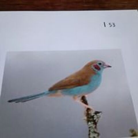   oiseaux exotiques 