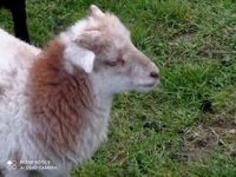   Moutons Ouessant 