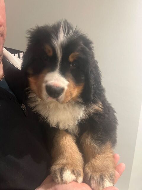 Chiots Bouvier Bernois
2000 29390 Leuhan