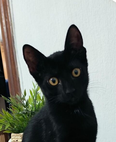 PINGU 180 95610 ragny