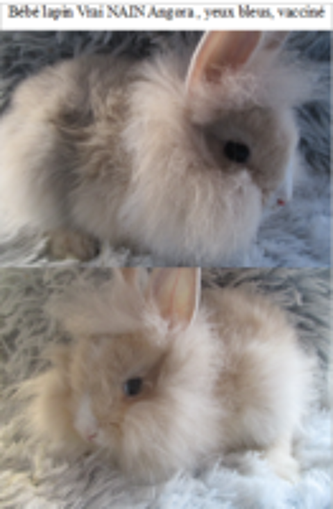   bb lapin Toy, ANGORA, vaccin 