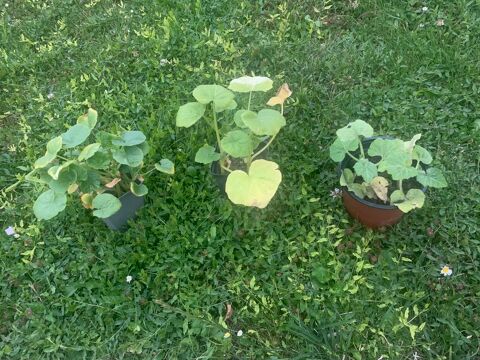 pot de cucurbitac�s
potiron
betternuts
potimaron 0 Albert (80)