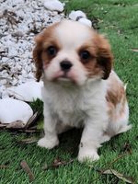   Chiot LOF Cavalier King Charles 