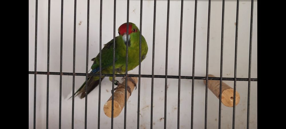   Kakarikis 