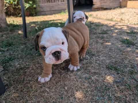 Chiots bulldog anglais LOF 2000 24260 Saint-cirq