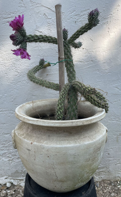 Joli  cactus cylindropuntia  avec son en pot. 17 Baillargues (34)
