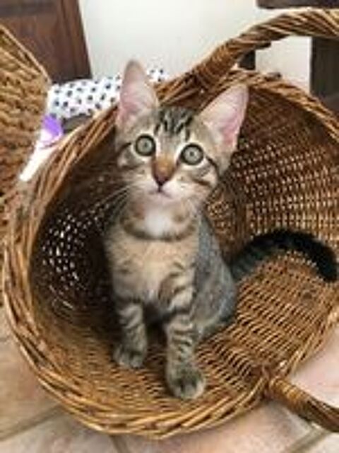   Zazie chtoupinette aimant l'humain et ok chat 