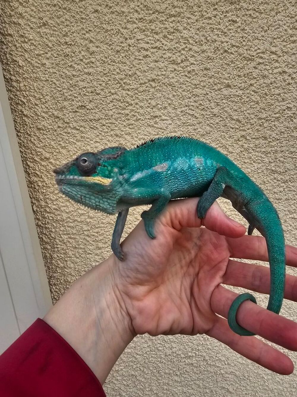   Cameleon furcifer 