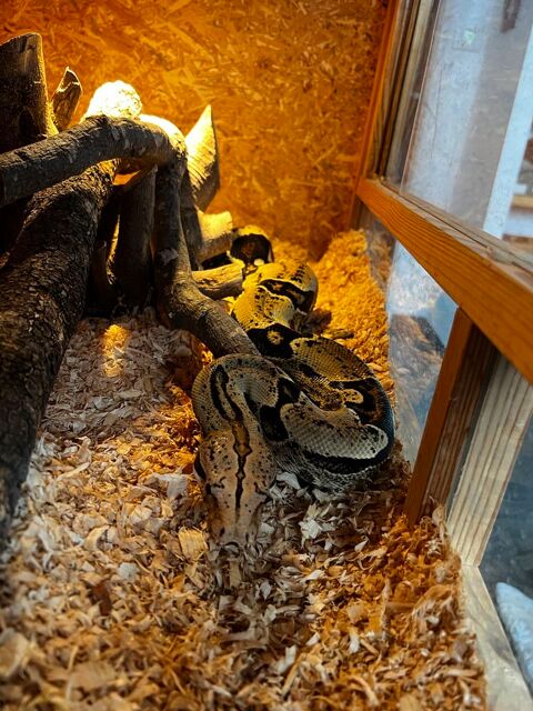 Boa constrictor imperator mâle colombien 300 31000 Toulouse