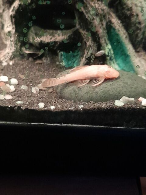 Ancistrus gold ou noir 5 13008 Marseille