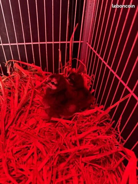 POUSSINS PEKINS 10 58330 Saint-saulge